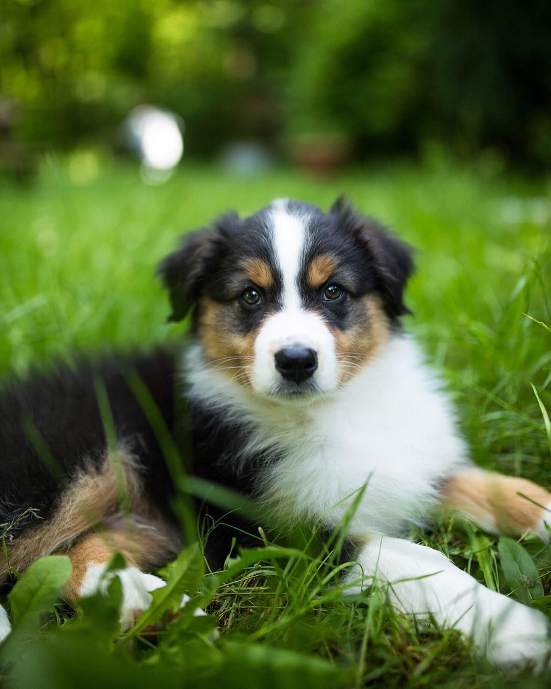 一只澳大利亚牧羊犬。