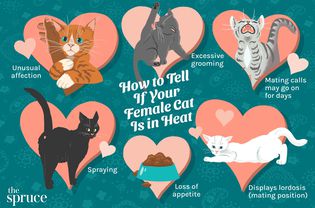 How to Tell if Your Cat is in Heat