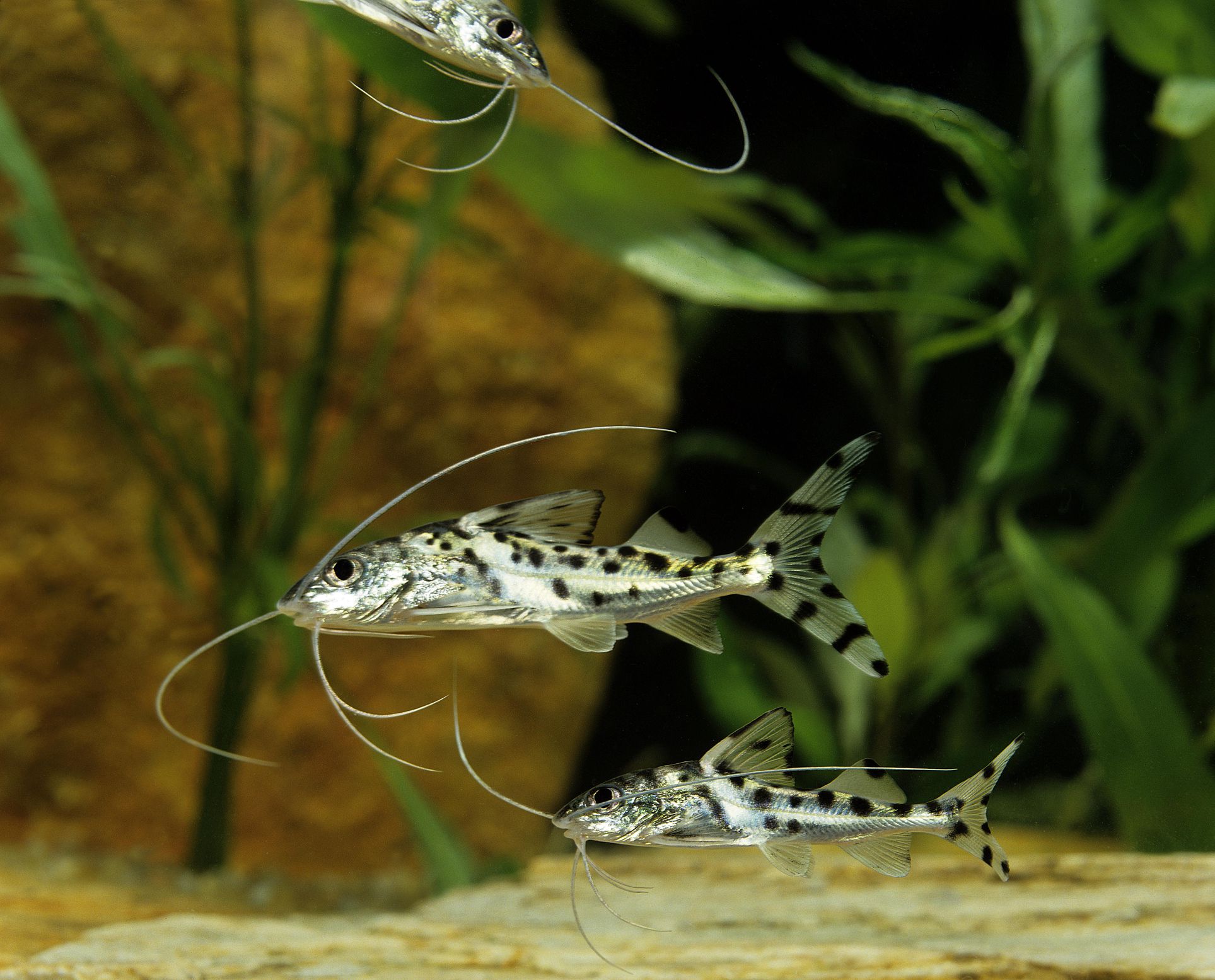 水族馆里的两条皮克图斯鲶鱼