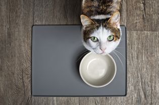 白色玳瑁色的猫看着她的食物碗，抬头看着镜头
