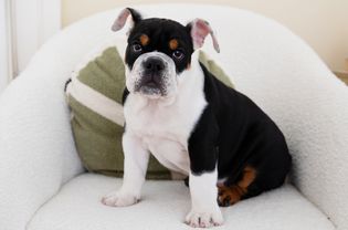 Black, white and brown Australian bulldog sitting in white chair