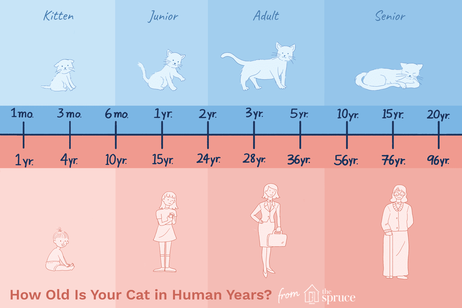 猫的年龄与人的年龄图表