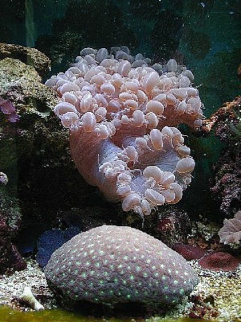 泡沫珊瑚(Plerogyra sinuosa)和月亮珊瑚(Favia种)