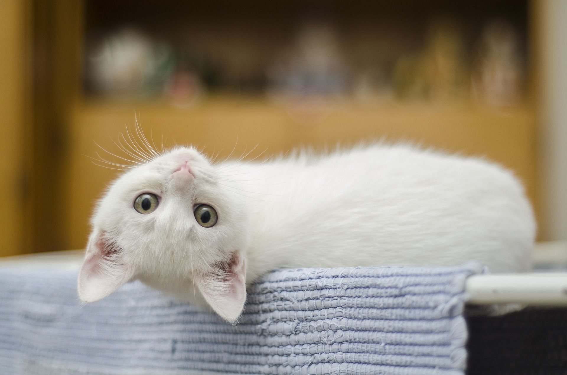 白色的猫