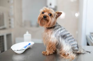 在兽医医院的检查台上的约克犬。