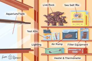 Checklist for Starting a Saltwater Aquarium at Home