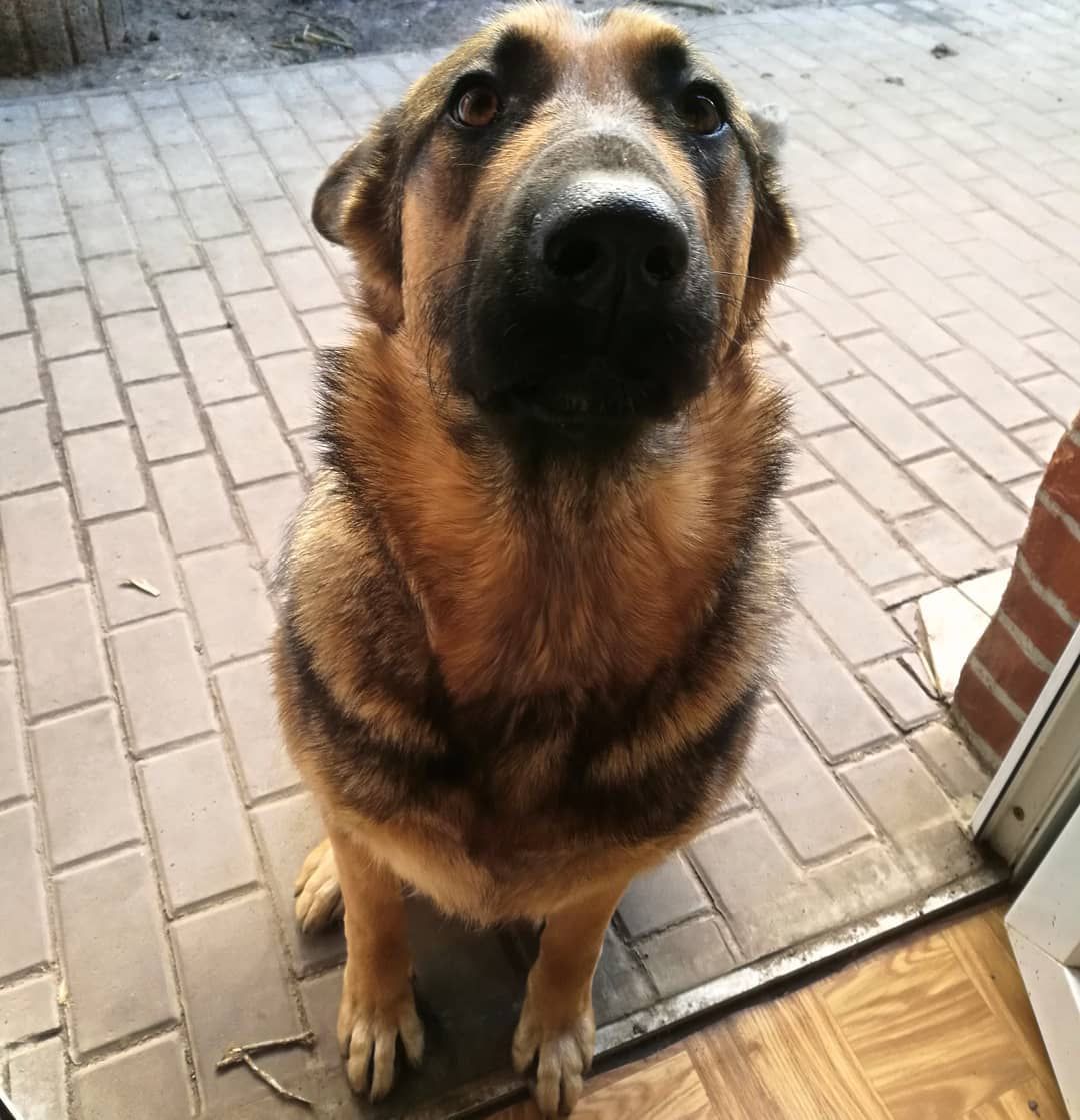 Dog perched up on doorstep