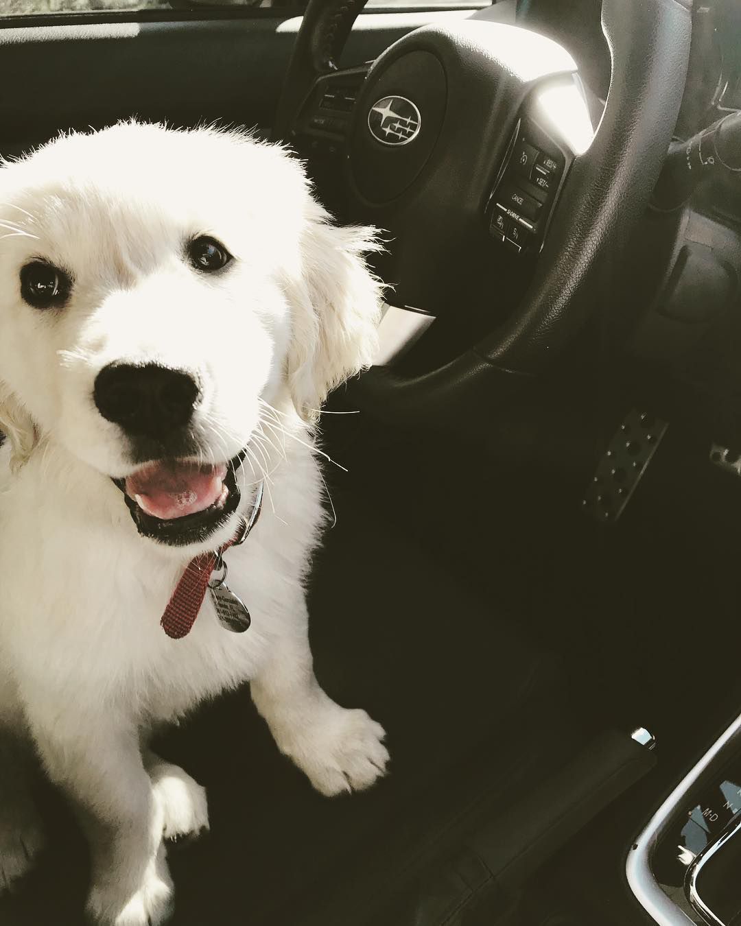 Smiling dog in driver's seat
