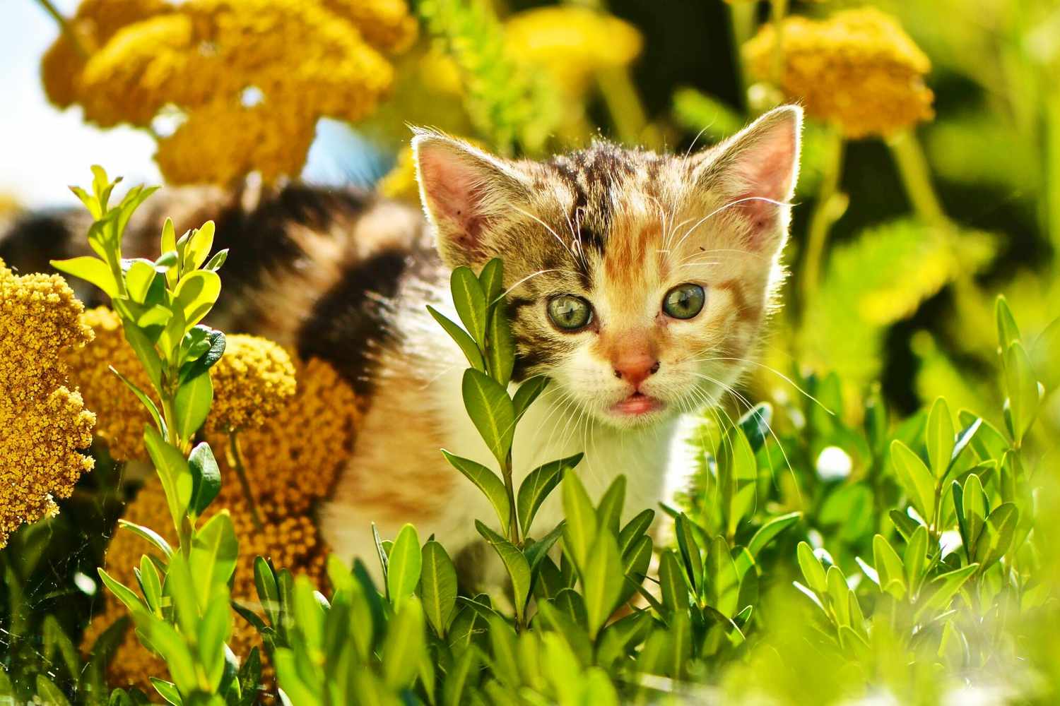 小猫躲在外面的花丛里。