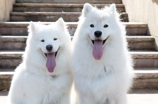 White fluffy dogs with mouths open and long tongues hanging out