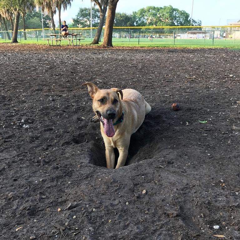 A dog in park digging a hole