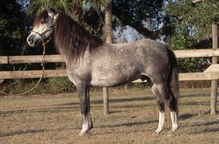 Peruvian Paso Horse standing in a headcollar
