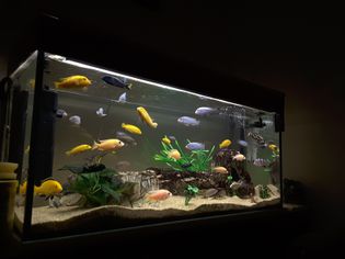 A lit aquarium full of colorful fish and decor displayed in a dark room