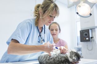 Cat vaccination
