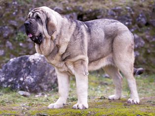 站在岩石地带的西班牙獒犬