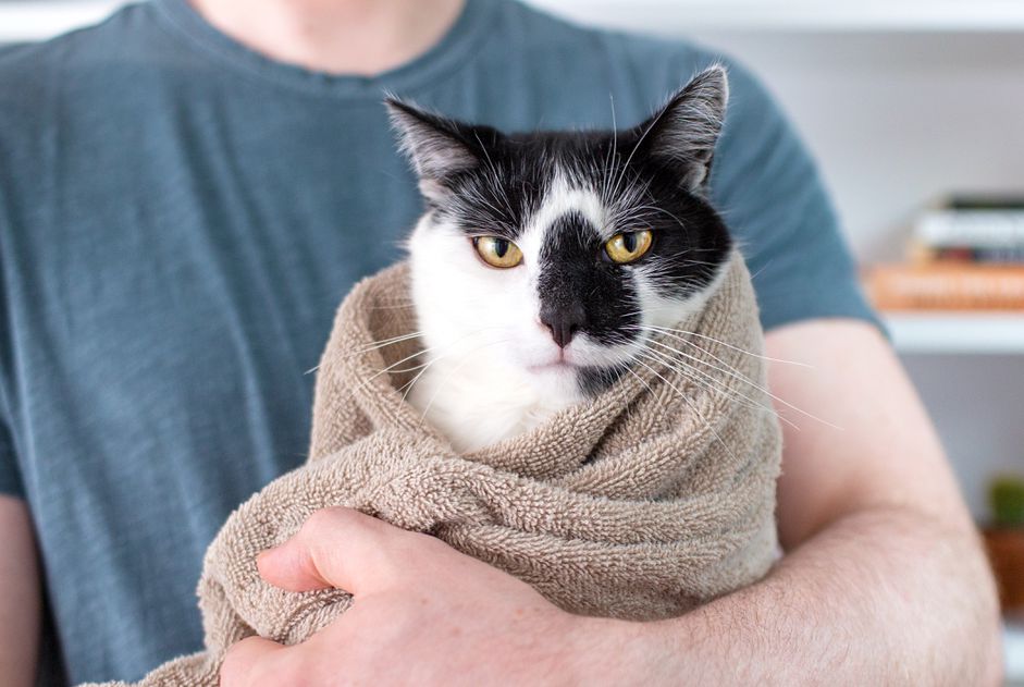 猫裹在毛巾卷饼里