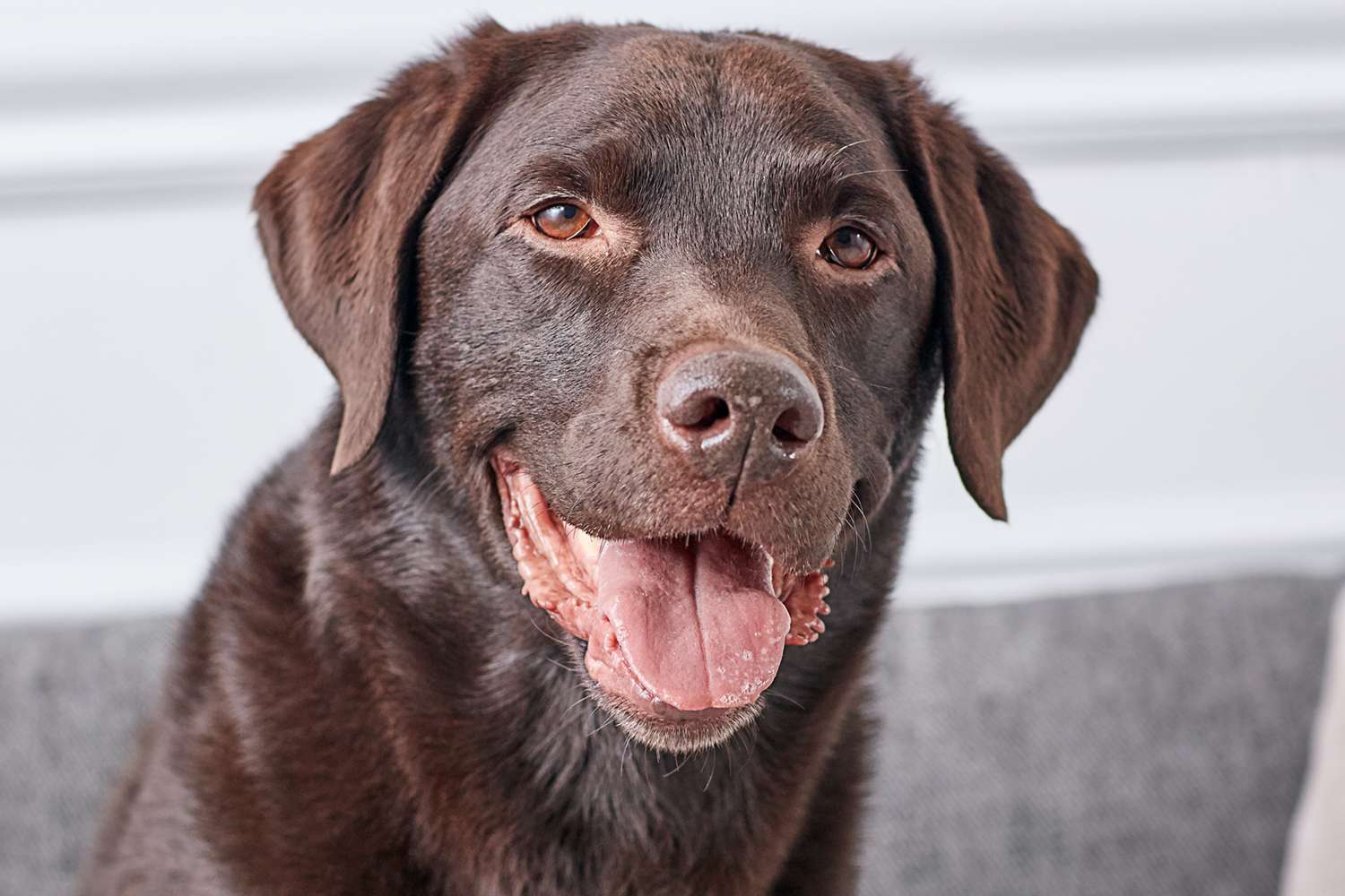 一只巧克力色拉布拉多猎犬的肖像