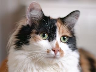 一只印花布猫的特写