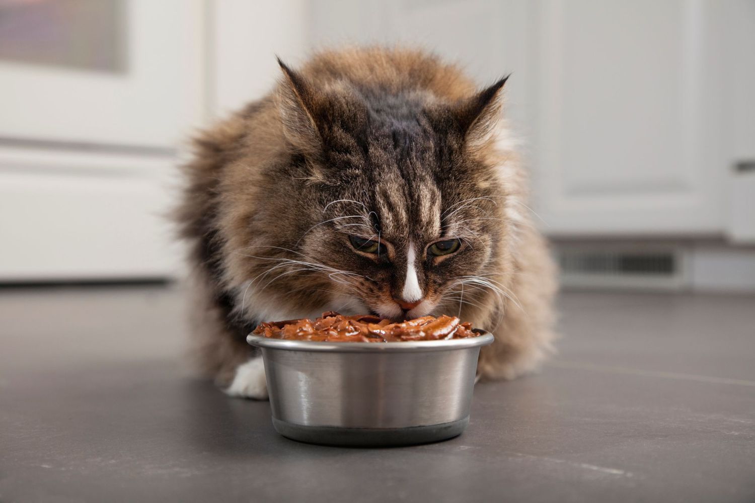 猫在吃碗里的食物。
