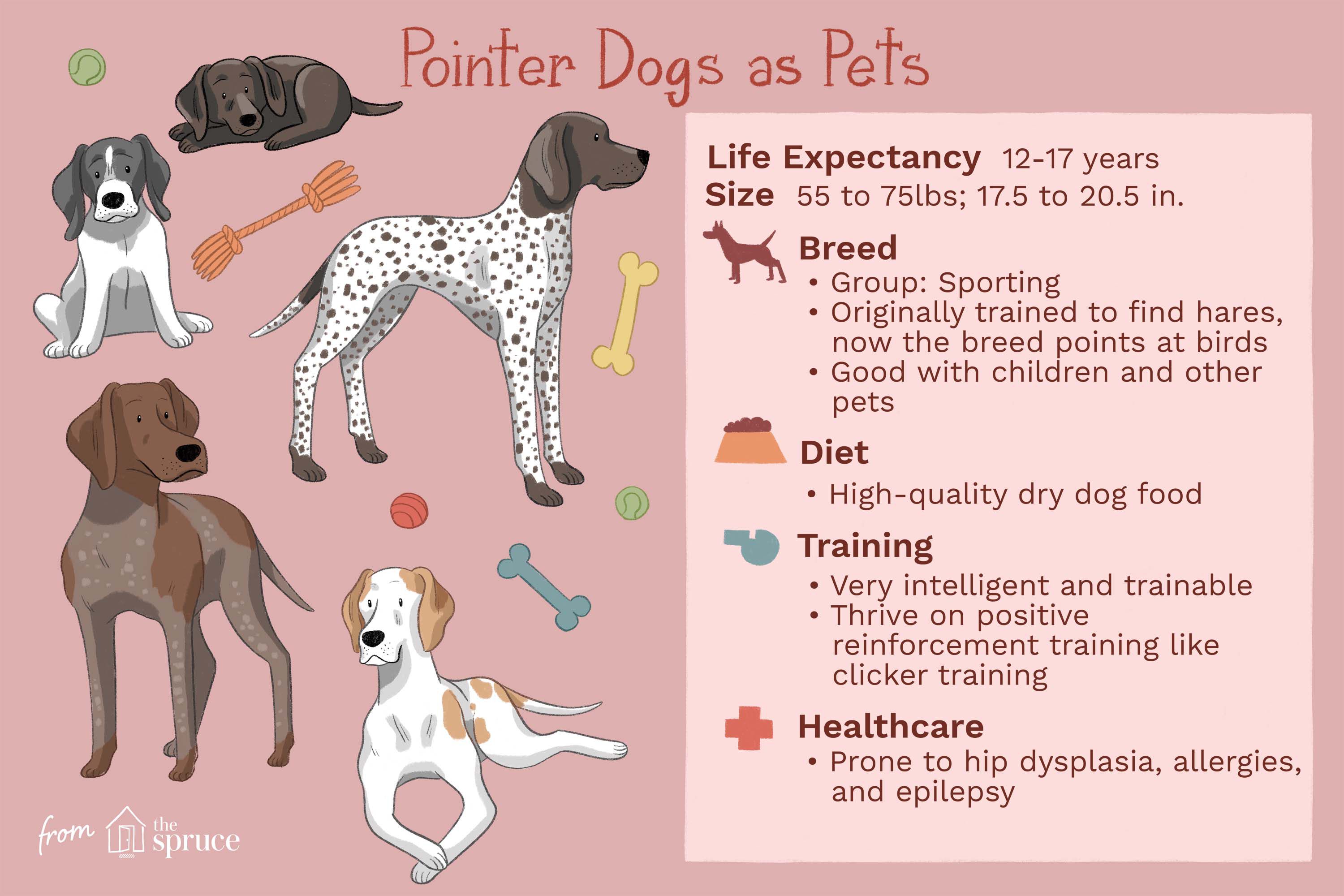 Pointer Dogs as Pets