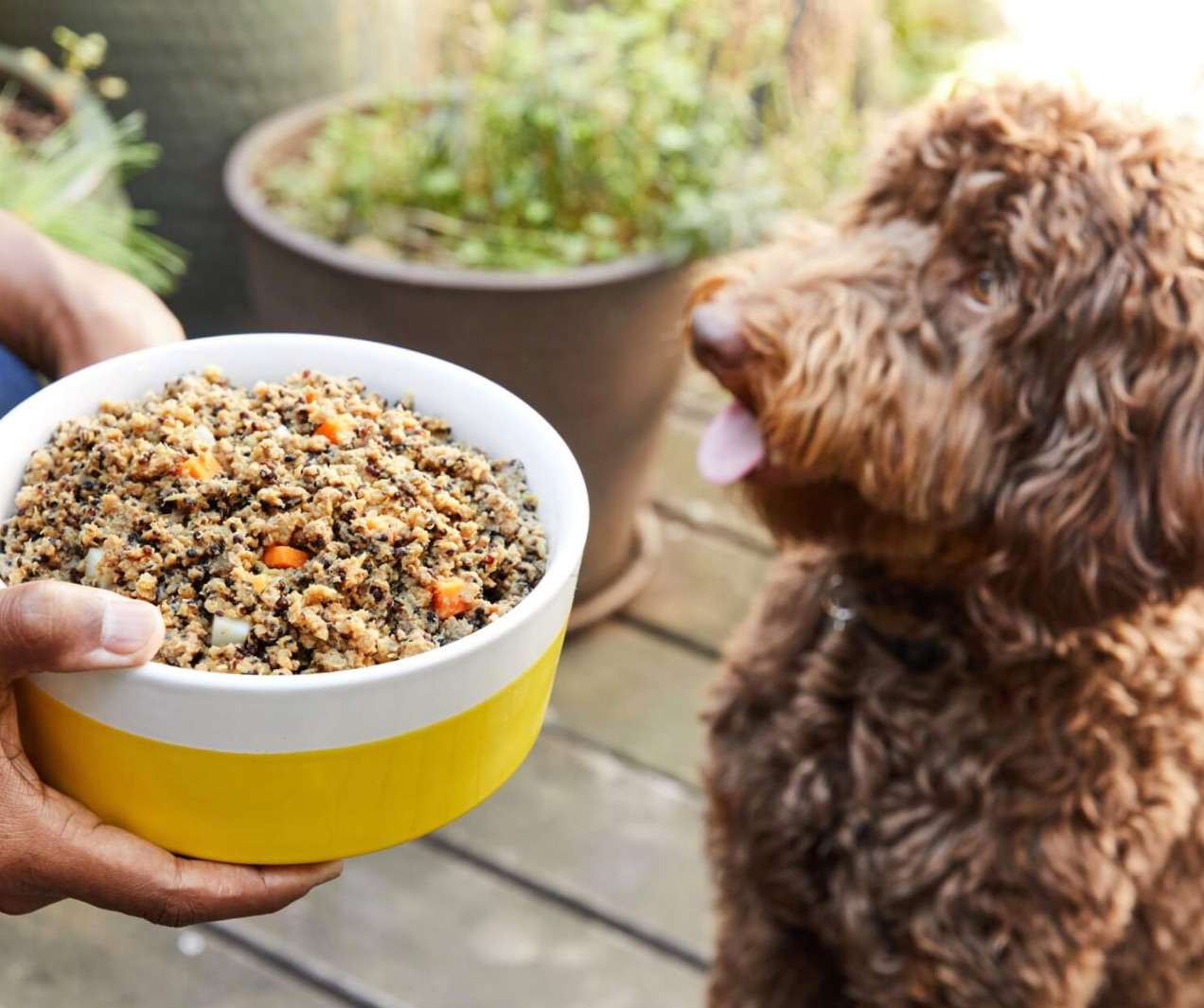 PetPlate新鲜狗粮