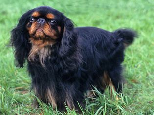 草地上黑棕色的英国玩具猎犬