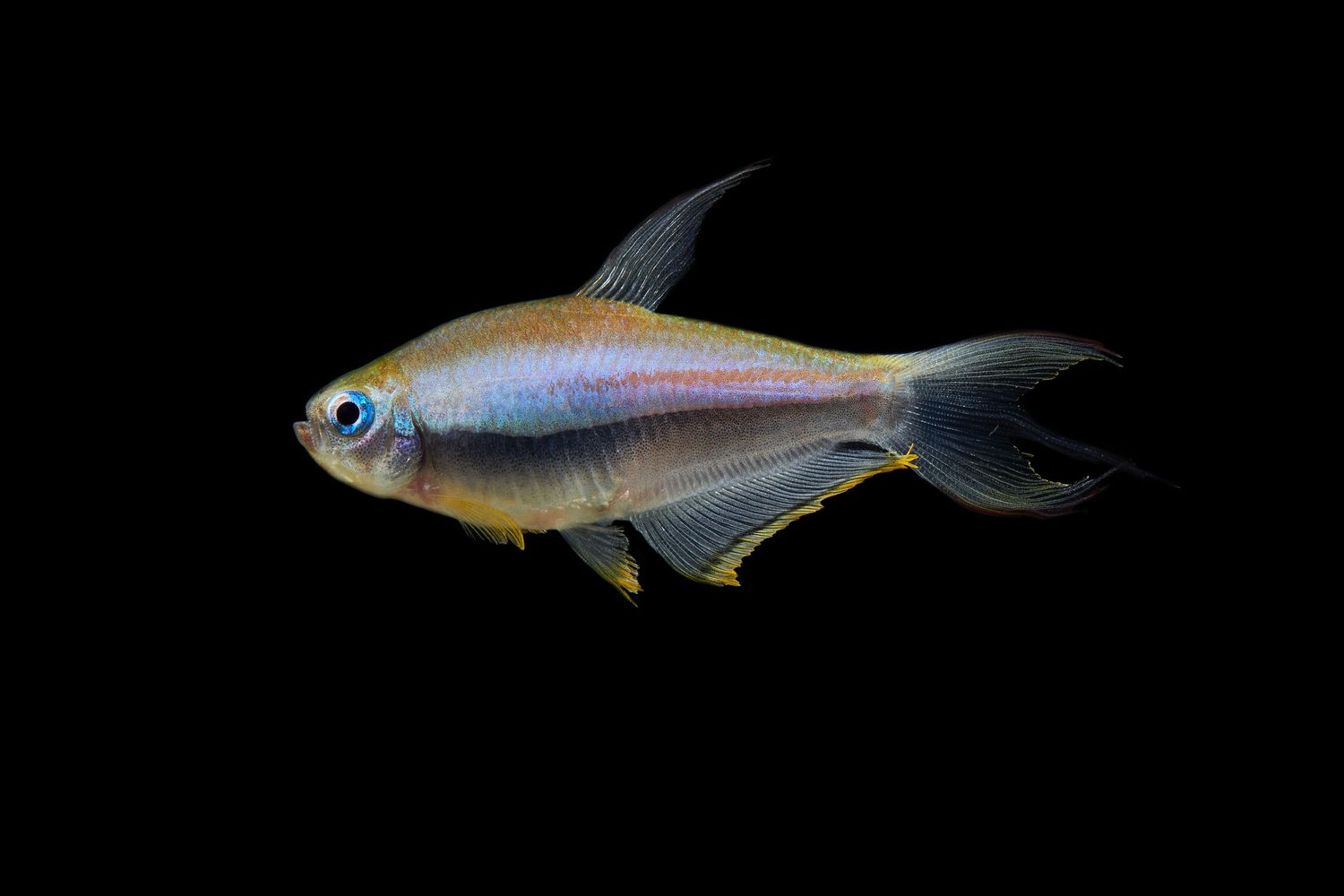 Emperor Tetra