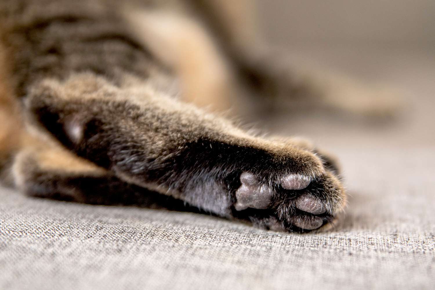 猫咪爪子和脚趾周围的毛发