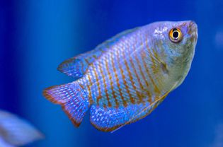 Gourami fish with blue and orange striped scales swimming