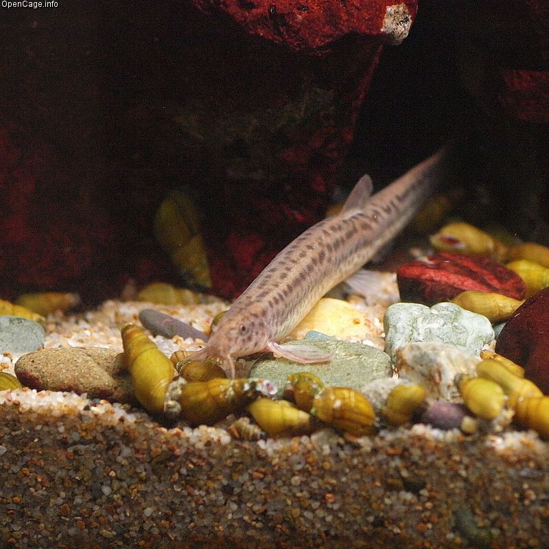 Weather loach (Misgurnus anguillicaudatus)