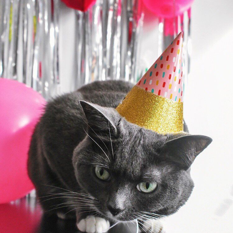 戴着生日聚会帽的猫。
