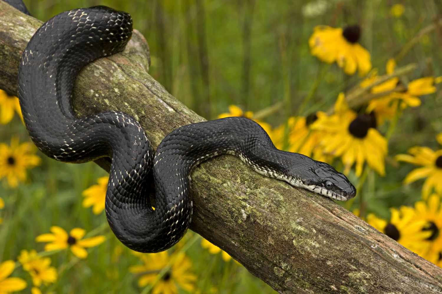 Black Ratsnake (Elaphe obsoleta), New York, USA