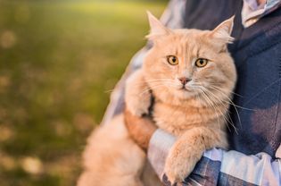 old cat