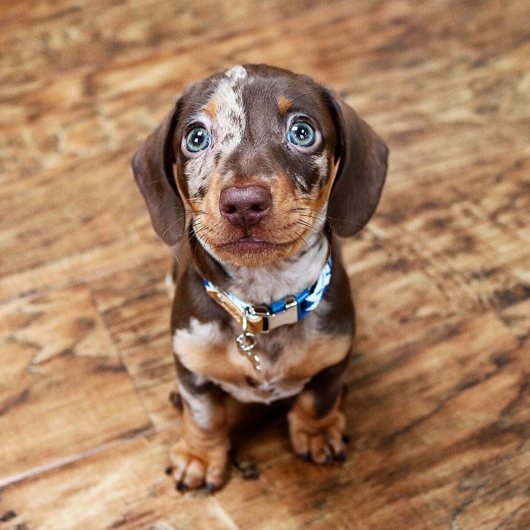 A miniature dachshund puppy.