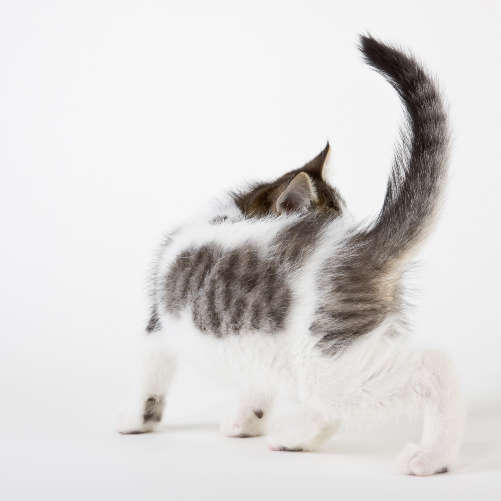 翘尾猫