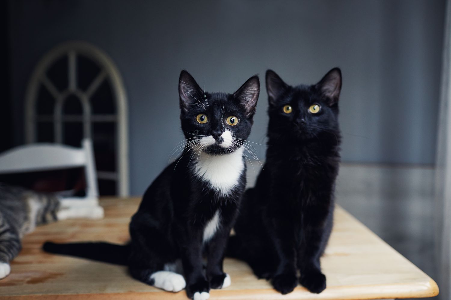 一只燕尾服小猫和一只黑猫坐在一起