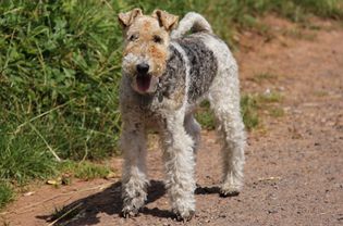 狐狸犬