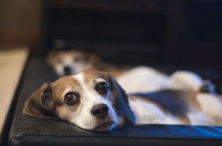 小猎犬在沙发上
