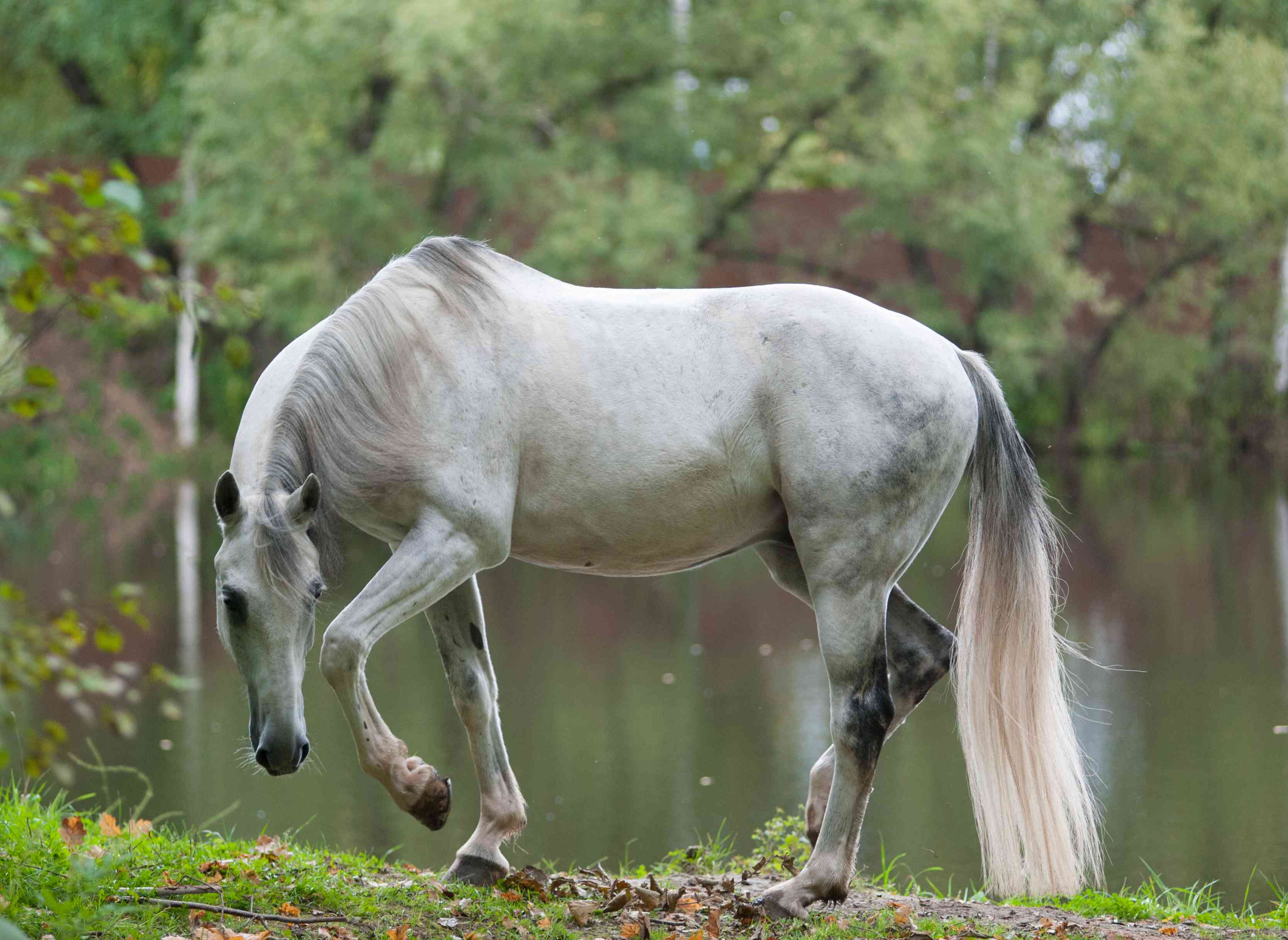 奥洛夫trotter