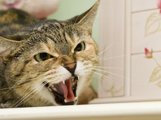 家猫咆哮
