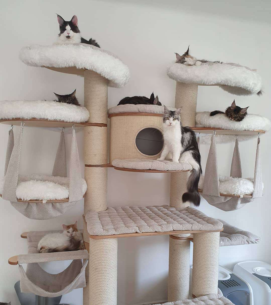 多只猫懒洋洋地躺在一棵大猫树上。