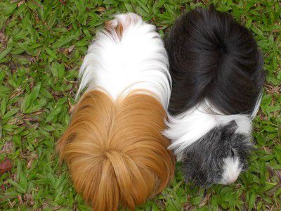 Peruvian Guinea Pigs - Brownie and Ash