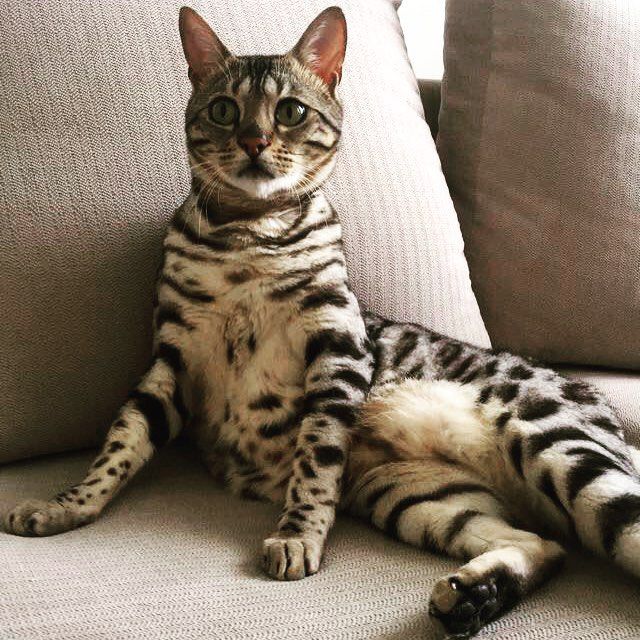 孟加拉猫
