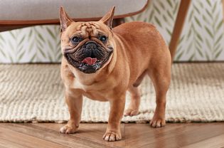 一只法国斗牛犬在喘气