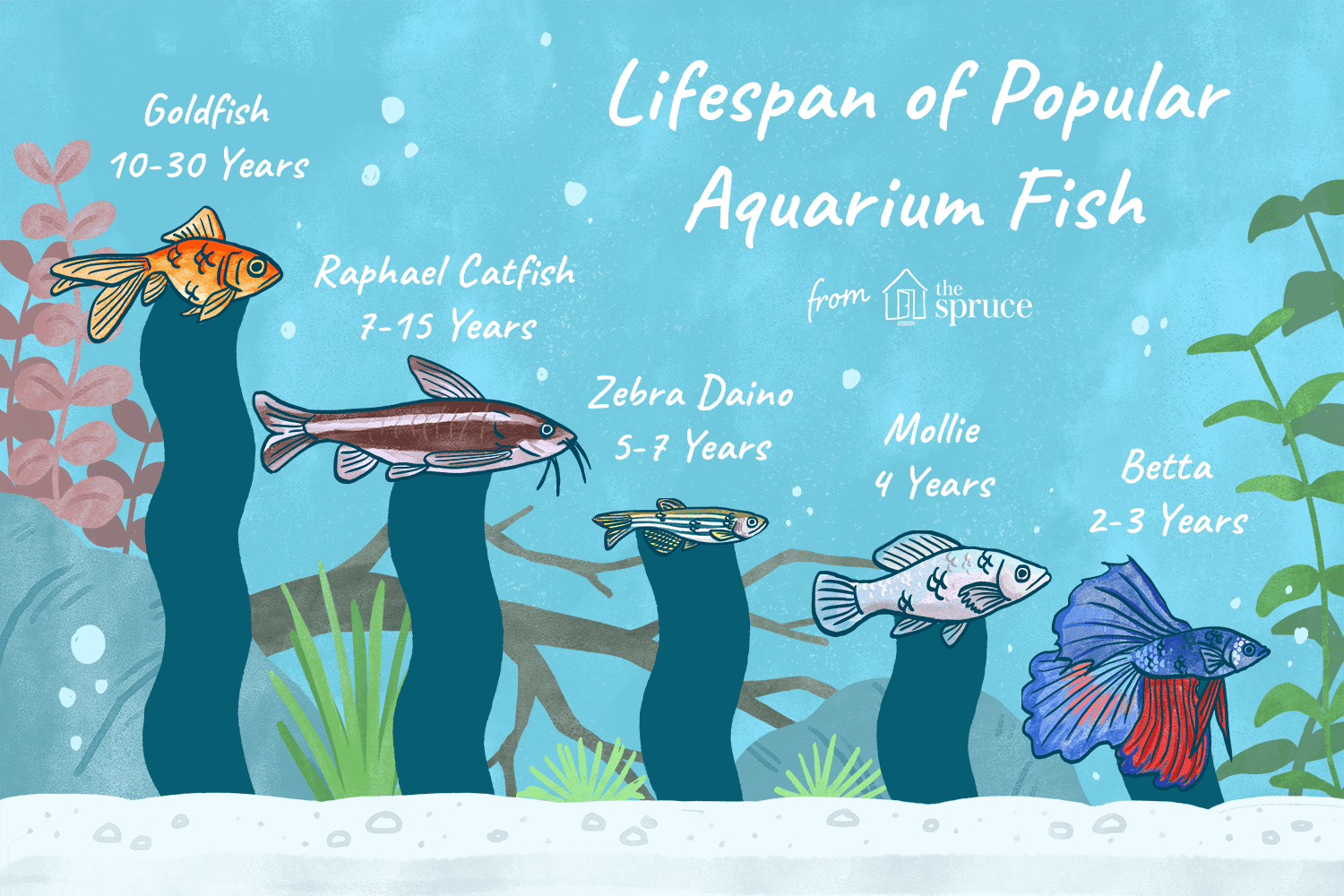 图示常见水族鱼类的寿命