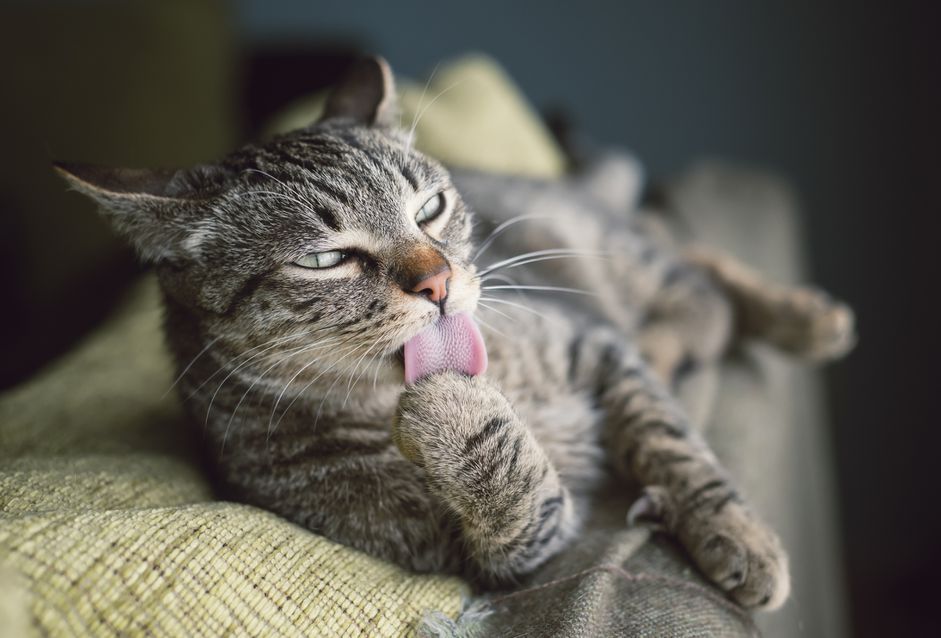 清洁自己的猫