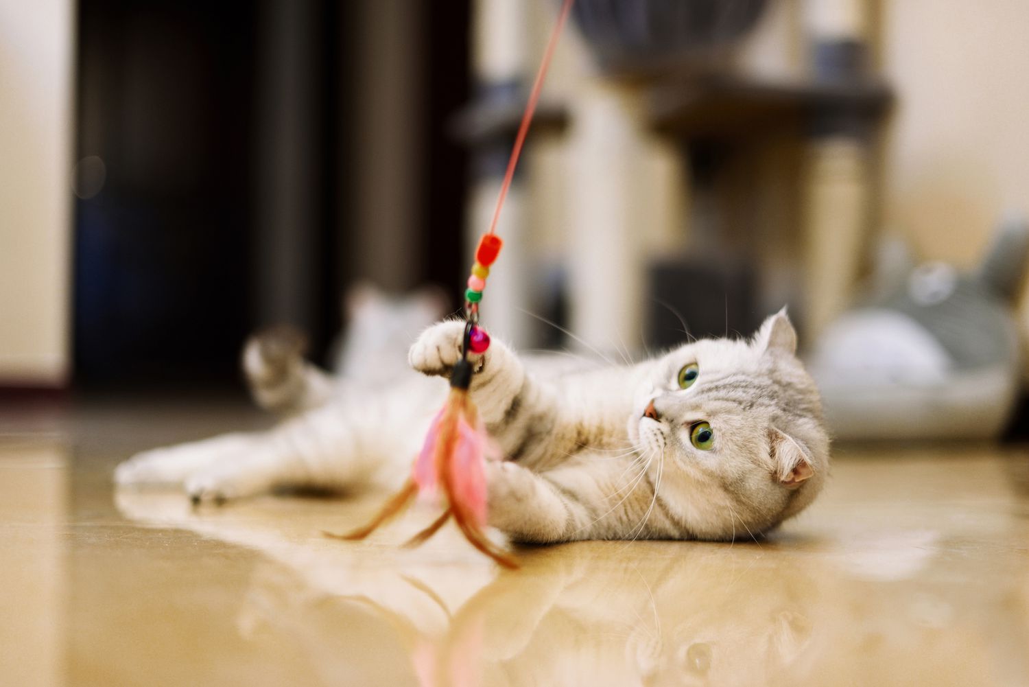 灰白色的虎斑猫在玩猫毛玩具。