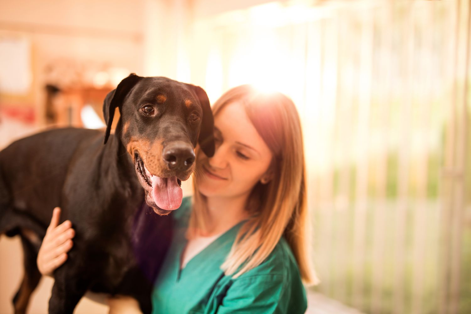 黑色杜宾犬在兽医诊所接受体检。