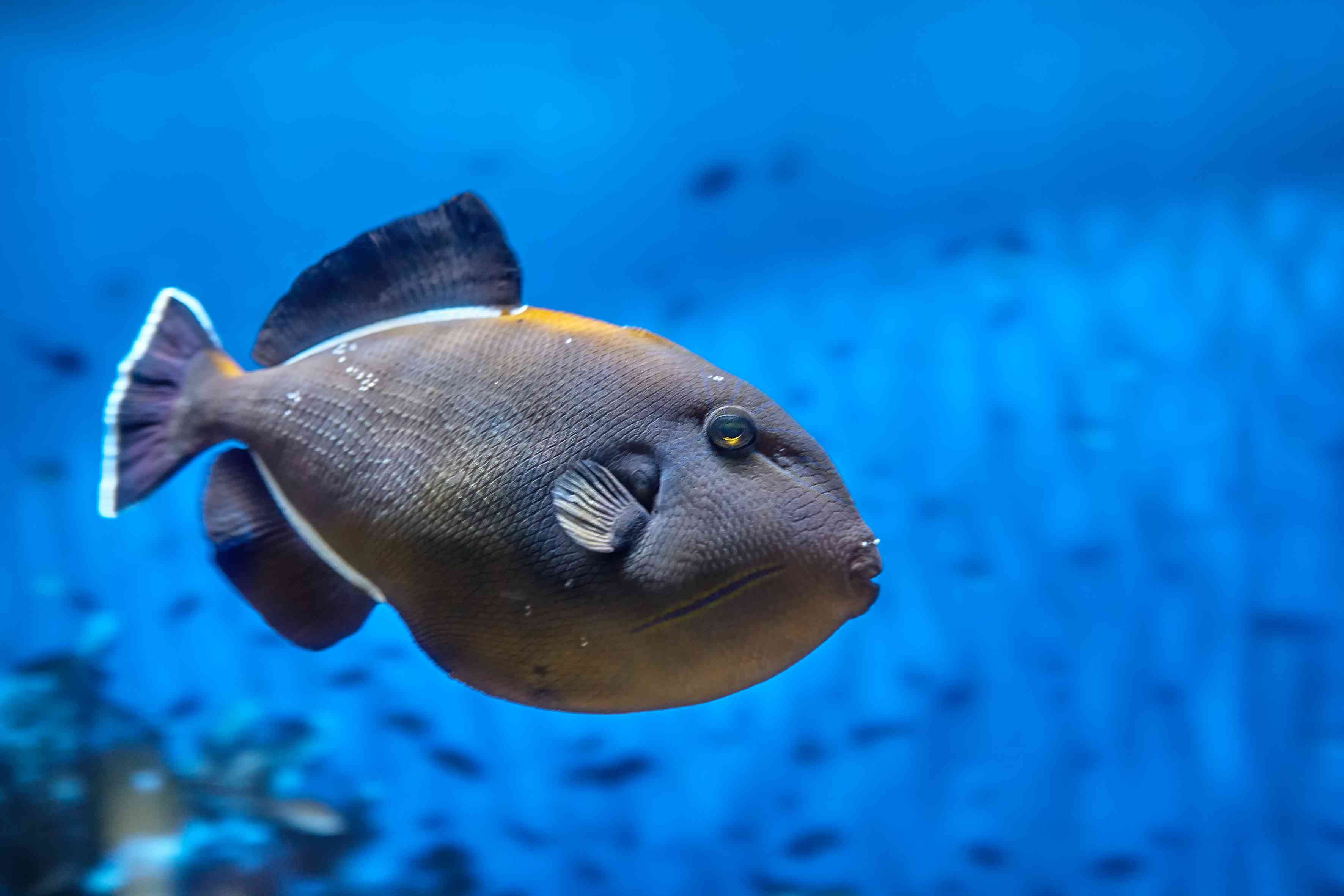 珊瑚礁鱼黑箭鱼或黑箭鱼，海水水族馆。