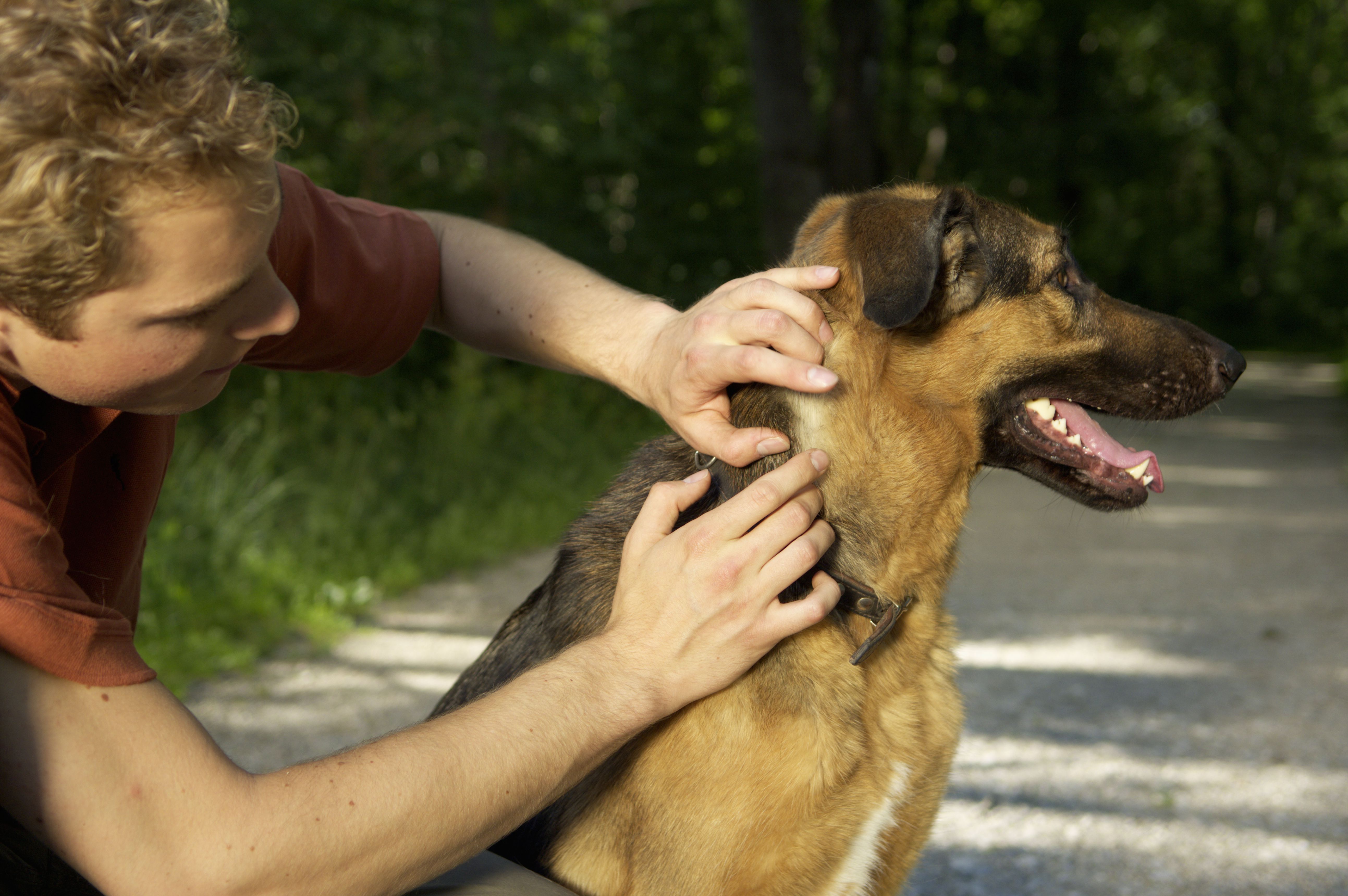 Young man taking care of a dog